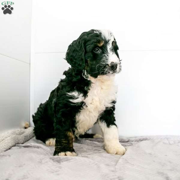 Mike, Mini Bernedoodle Puppy